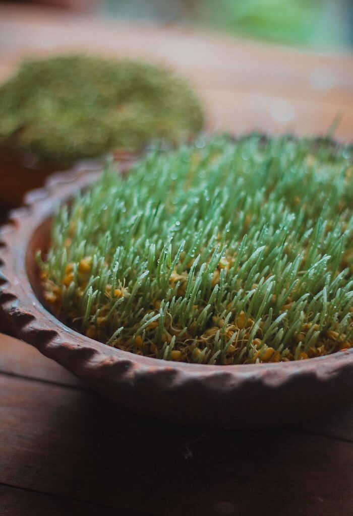 Close-up Of Wheatgrass In a Wooden Pot