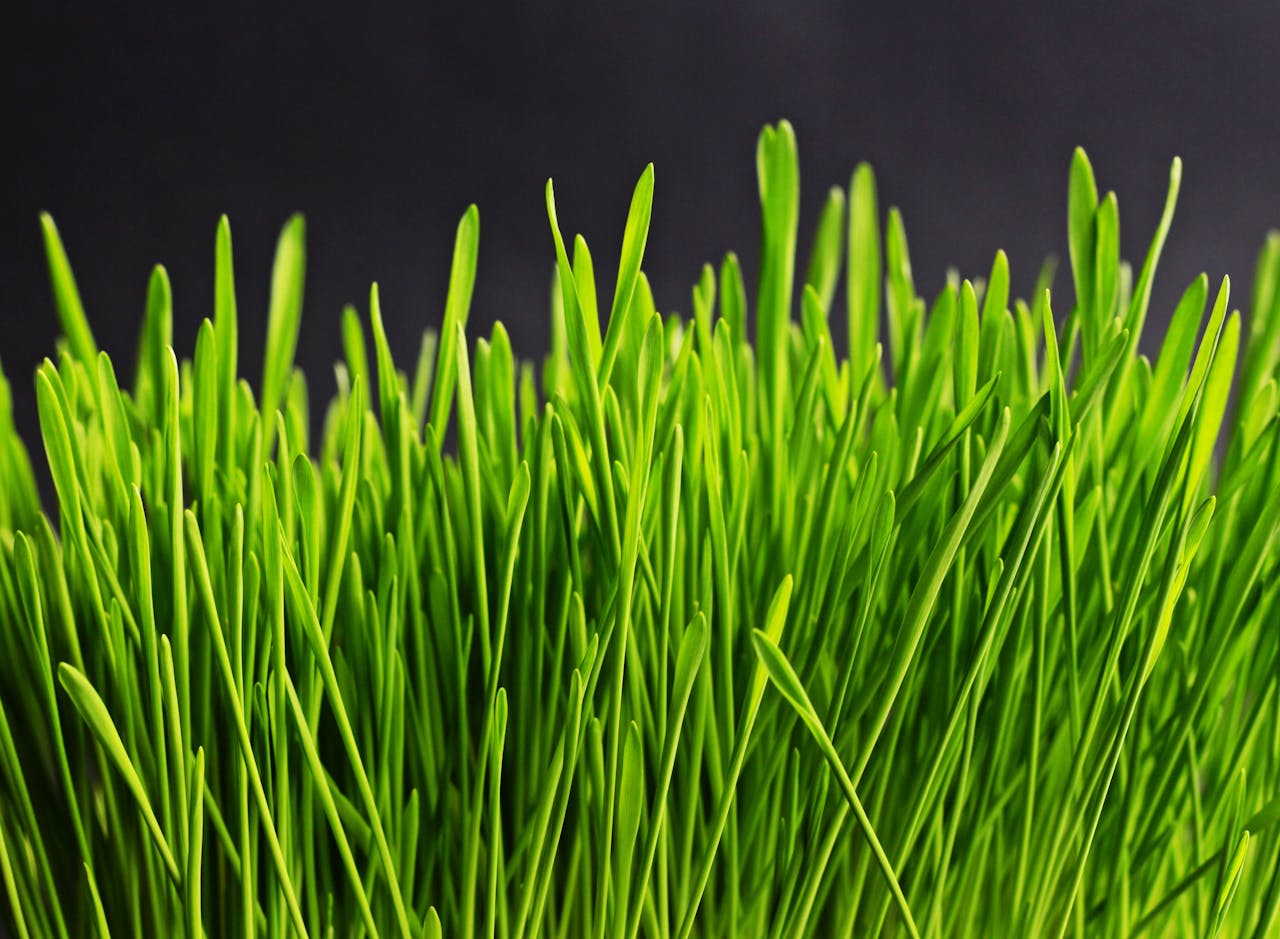 Grass Green Nature Plant 46156